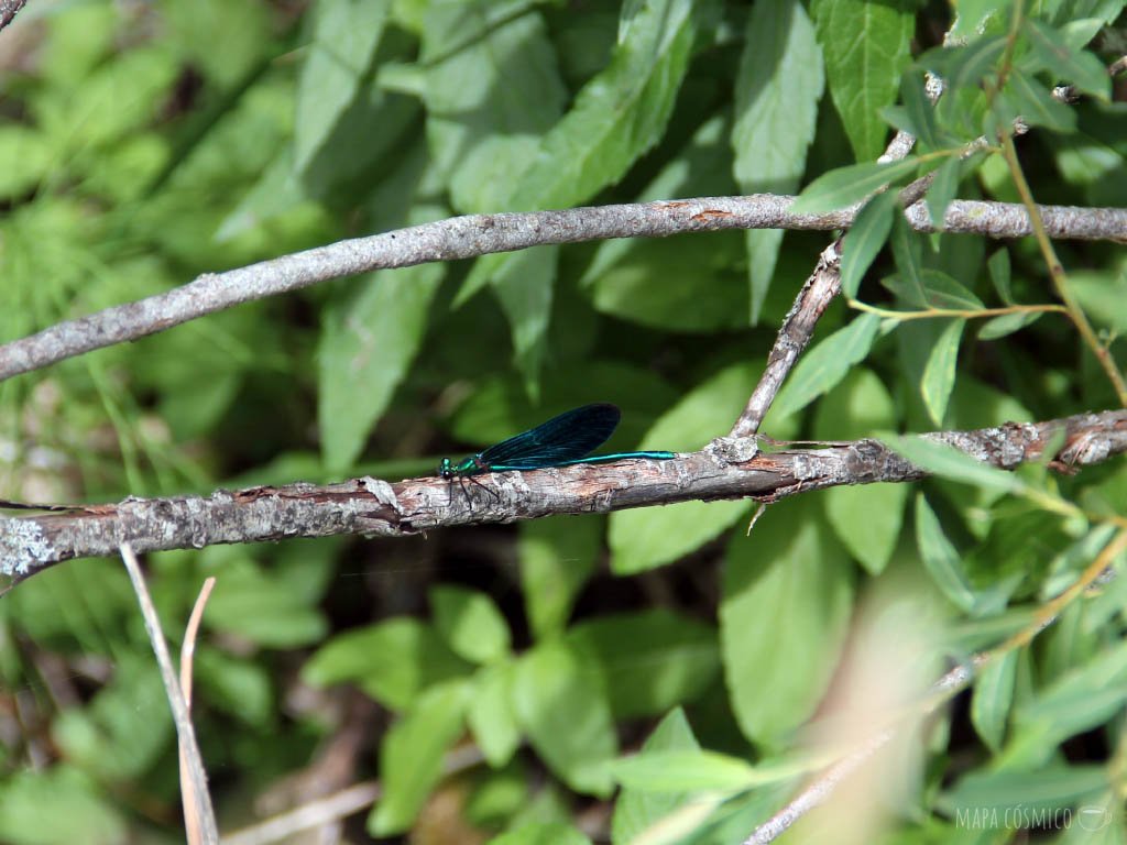 insecto verde sobre rama y hojas de colores verdes en Lagos de Plitvice Croacia,